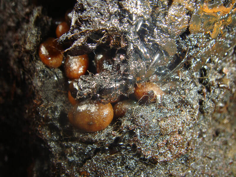 Rodent's nest inside a 1949 flathead V8 engine