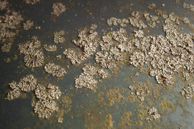 Lichen growing on the bodywork of old Ford truck